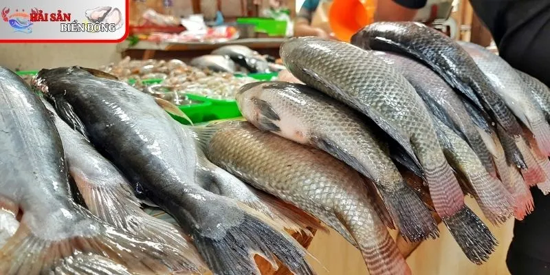 Kinh nghiệm hay cần bỏ túi để chọn hải sản tươi ngon