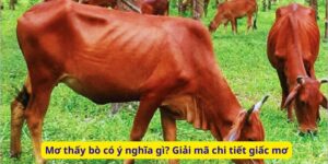 Mơ thấy bò có ý nghĩa gì? Giải mã chi tiết giấc mơ